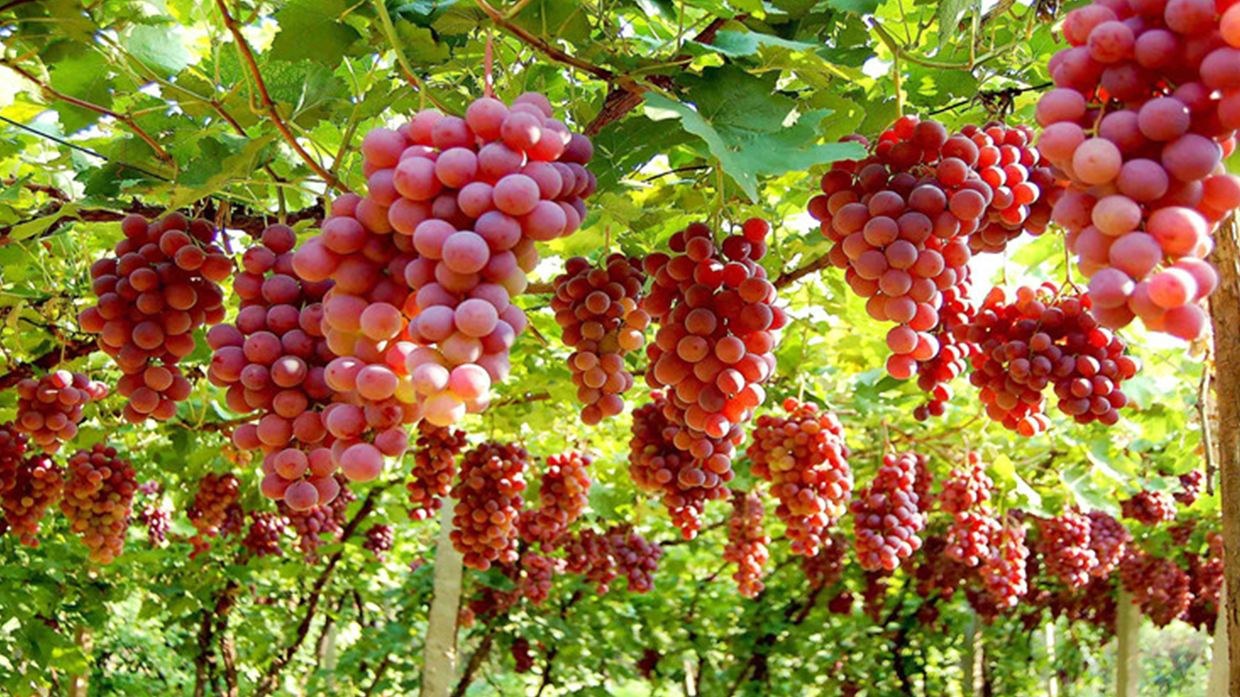 品味疆南-新疆葡萄