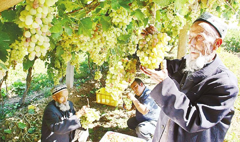 品味疆南-新疆葡萄