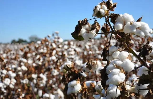 新疆棉花种植史，有着辉煌的过去和现在！